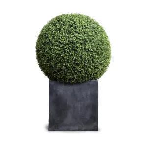 Boxwood Ball 39" in Fiberglass Cube Planter