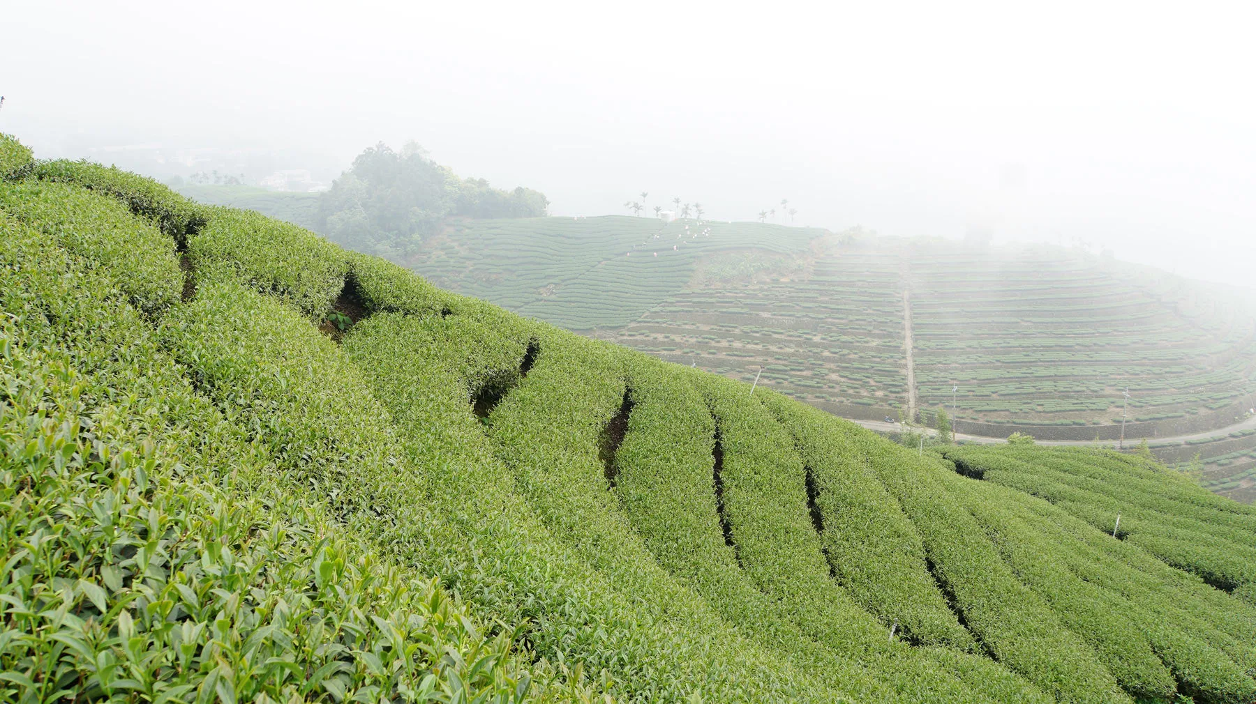 Gohobi Premium Oolong Tea Spring 半嶺-烏龍 春